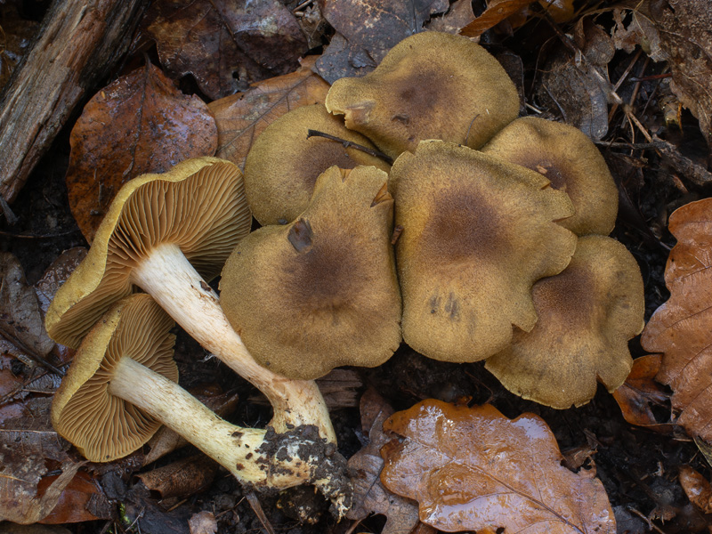 Cortinarius melanotus Cortinarius melanotus